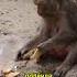 Shorts Макаки Жизнь поведение факты Animals животные Makak
