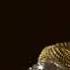 1 Ya Nabi Salam Alayka Arabic Nasheed Naat Sharif Beautiful Voice By Chechen Girl Must Listen YouT