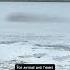 Here Is A Murmuration Of 1000 S Of Sand Pipers