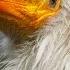 Стервятник Neophron Percnopterus Egyptian Vulture Film Studio Aves