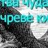 Доказательства пребывания Ионы 3 дня во чреве кита