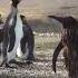 This Penguin Fell In Mud And Got Embarrassed Shorts Penguin Fails Meme