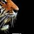 Tiger Sound Effects Roar No Copyright