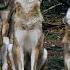 Hear The Wild Wolf Pack Howling In The Forest