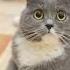 APT Cat Version котик поёт котики Cat Singer Apt Ai рекомендации подпишись
