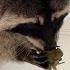 RACCOON ZEPHYRKA CATCHES CRAYFISH Gorushka Steals Food From Lynxes