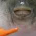 Puffer Fish Eating Carrot For 1 Hour ASMR