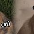 What Happened To Scared Bomi Dogs Are Incredible EP 171 2 KBS WORLD TV 230523