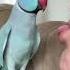 What Happened Talkingparrot Funnyanimals Funnypets Parrot Indianringneck Cutepets Bird