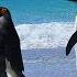 Penguins At Volunteer Point Falkland Islands
