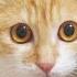 九死に一生の保護子猫 幸福へと巣立つ The Kitten S New Name Fuku Means Hapiness In Japanese