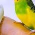 Budgie Sounds For Lonely Birds To Make Them Happy