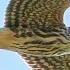 Falcons Aerodynamic Elegance Peregrine Falcon Merlin American Kestrel Falcons Falcon