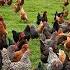 How American Farmers Raise Millions Of Poultry In The Pasture Chicken Farming