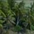 Deep Forest Pacifique