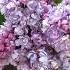 Flieder Shorts Lilac Flowers Nature Flowers Bloom Blumen Garden