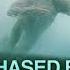 Chased By Sea Monsters Discovery Channel Version AI Enhanced