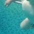Полуторагодовалый пловец из Житомира удивляет посетителей бассейна