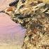 NEW ALBERTA MAP SOON Lets Chat About The New Map Species Call Of The Wild