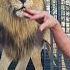 How To Unload LIONS Animals Fun Cat