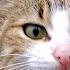 CATS MEOWING Make Your Cat Or Dog Go Crazy Sound Effect