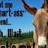 A Little Donkey For You Sry Might Have To Pause Comedy Funny