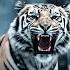 Majestic Walk Of Beasts Black Panther White Tiger Royal Tiger Roar In Power Alex Rus Song