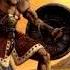 Conan Exiles OST Musical Darfari Drums Big