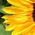 How To Grow Sunflower From Seed Indoor Garden