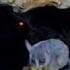 Ever Wonder What Sound A Bush Baby Makes South Africa Feeder Cam BWHQ