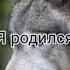 ЛУЧШИЕ ЦИТАТЫ С ВОЛКАМИ ЦИТАТЫ ЖИЗНИ ВОЛКА НА АВТАРКУ Выпуск 4 Shorts