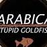 Stupid Goldfish Arabica