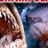 Every Shark Death From The Jaws Movies Fear