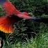 Free Flying Eclectus Parrots Short Session