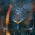 SPEAK February 2024 Mix Afro House Melodic Techno Progressive