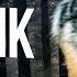 Кого называют тамбовским волком Что означает выражение тамбовский волк тебе товарищ