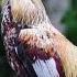 Rooster Crowing Rooster Sound Rooster Crowing Sound Effect
