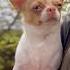 Милка встречает тепло чихуахуа чих мини миничих Dog Mini Chihuahua Milkway милка