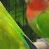 Rosy Faced Lovebird Chirping Sounds Orange Faced Green Pied Red Headed Green Opaline