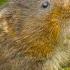 The Water Vole A Quick Guide