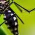 ЗВУК ОТ КОМАРОВ Звук отпугивающий мух мошек комаров и иных насекомых