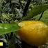 Sunrise Lime Tree Fantastic Citrus Variety To Grow