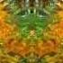 Heart Soul James Wolf