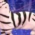 Dope Zebra On America S Got Talent