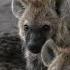 The Secret Life Of Hyenas Cinematic Wildlife Africa