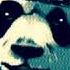 Panda E без мата от исполнения