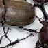 Beetle Festa 2021 A Large Number Of Japanese Rhinoceros Beetles Beetle And Stag Beetle