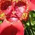 Tigridia Pavonia