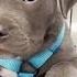 Funniest Cutest Pitbull Puppies 2 Funny Puppy Videos 2019