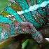 Discover 3 Fascinating Lizards Iguana Chameleon And Gecko Little Fox